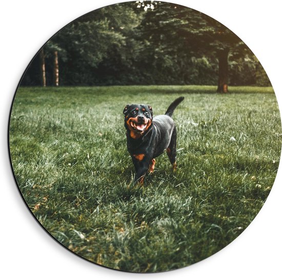 WallClassics - Dibond Muurcirkel - Zwarte Hond Rent in het Gras - 40x40 cm Foto op Aluminium Muurcirkel (met ophangsysteem)