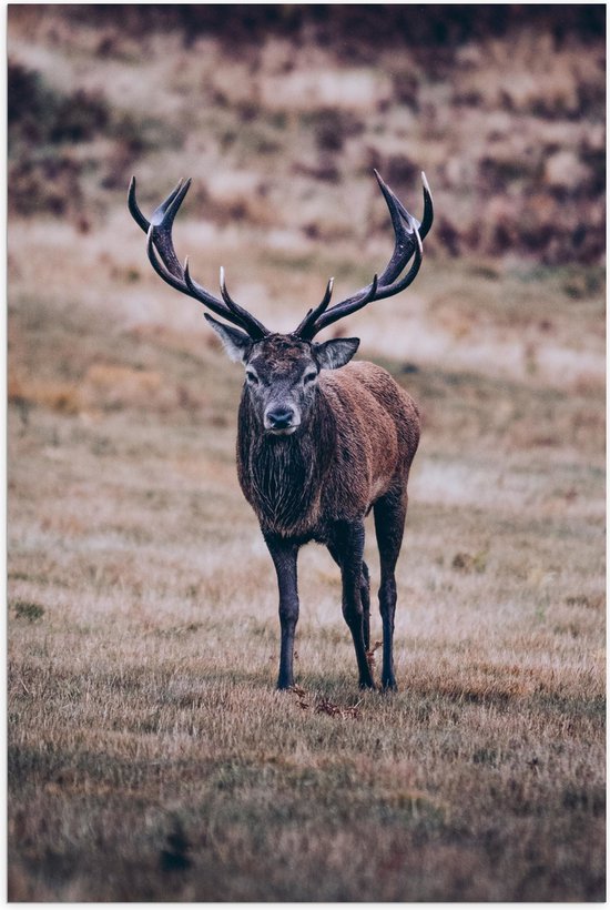 Foto: Wallclassics poster mat hert is alert in de natuur 40x60 cm foto op posterpapier met een matte look