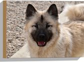WallClassics - Hout - Vrolijke Bruine Puppy - 40x30 cm - 9 mm dik - Foto op Hout (Met Ophangsysteem)