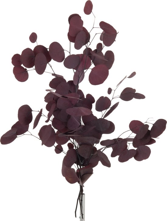 Droogbloemen, decoratie, gedroogd pampasgras, 45 cm, decor boeket met geconserveerde eucalyptus (groen & wit