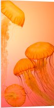 WallClassics - Plaque Mousse PVC - Méduse Oranje - Photo 50x100 cm sur Plaque Mousse PVC (Avec Système d'accrochage)