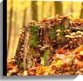 WallClassics - Toile - Champignons dans la forêt en automne - 40x40 cm Photo sur toile (Décoration murale sur toile)