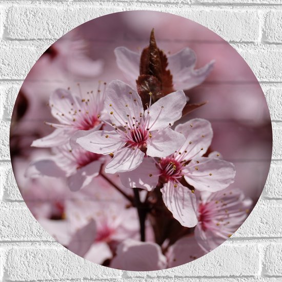 WallClassics - Muursticker Cirkel - Close-Up van Roze Bloementjes - 50x50 cm Foto op Muursticker