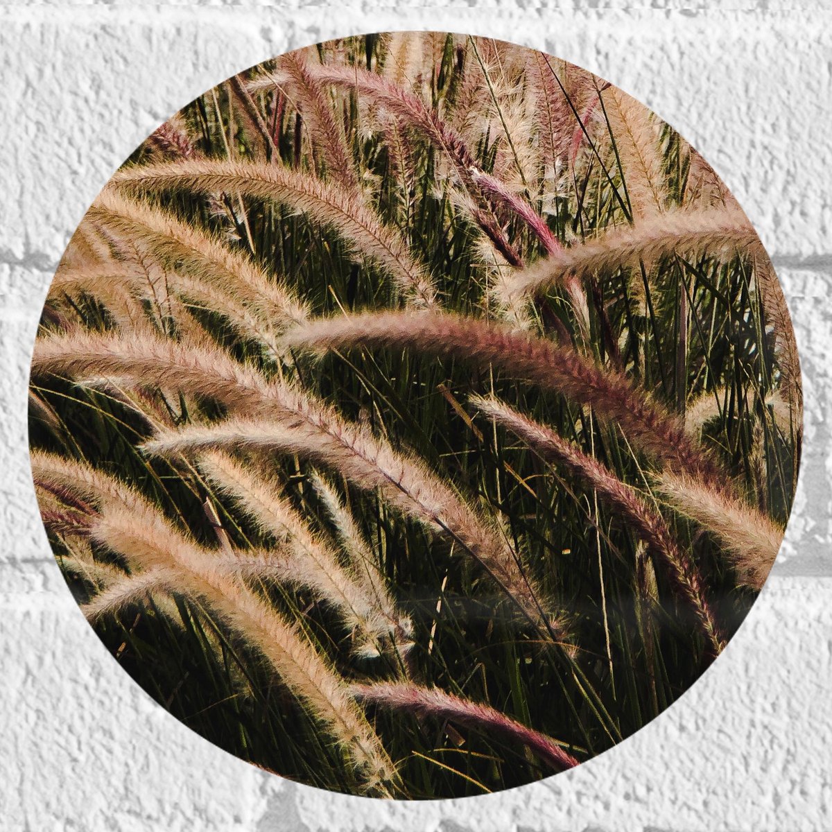 Muursticker Cirkel - Sierlijke Fontein Gras - 20x20 cm Foto op Muursticker