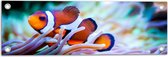 WallClassics - Tuinposter – Clownvis in een Aquarium - 60x20 cm Foto op Tuinposter (wanddecoratie voor buiten en binnen)