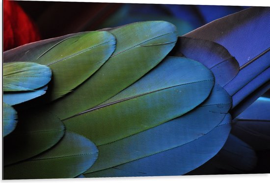 WallClassics - Dibond - Veren van een Gekleurde Papegaai - 105x70 cm Foto op Aluminium (Met Ophangsysteem)