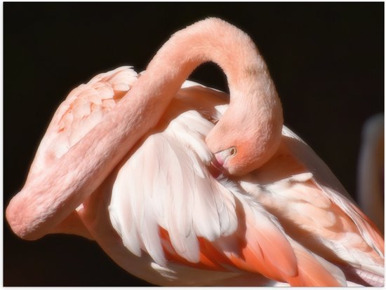 WallClassics - Poster Glanzend – Flamingo verstopt z'n Kop - 40x30 cm Foto op Posterpapier met Glanzende Afwerking