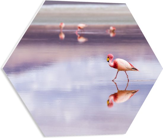 WallClassics - PVC Schuimplaat Hexagon - Flamingo in het Water - 50x43.5 cm Foto op Hexagon (Met Ophangsysteem)