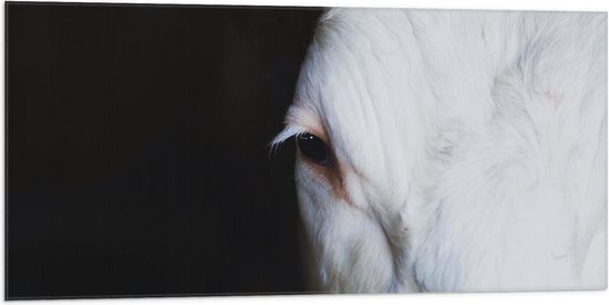 WallClassics - Drapeau - Vache Close Up - 100x50 cm Photo sur Drapeau Polyester