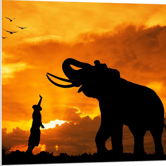 PVC Schuimplaat - Silhouet van Olifant met Persoon en Vogels in Afrika - 80x80 cm Foto op PVC Schuimplaat (Met Ophangsysteem)