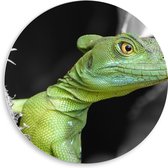 WallClassics - Panneau mural en mousse PVC - Basilic à couronne verte - Photo 50 x 50 cm sur cercle mural (avec système de suspension)