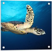 Tuinposter – Zeeschildpad tegen Wateroppervlak - 50x50 cm Foto op Tuinposter (wanddecoratie voor buiten en binnen)