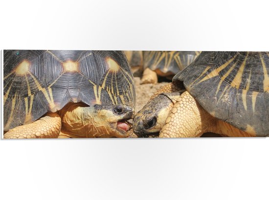 WallClassics - PVC Schuimplaat- Groepje Beige Schildpadden - 60x20 cm Foto op PVC Schuimplaat