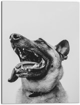 WallClassics - Dibond - Hond met uitstekende Tong - Herdershond - 60x80 cm Foto op Aluminium (Met Ophangsysteem)