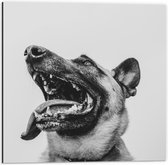 WallClassics - Dibond - Hond met uitstekende Tong - Herdershond - 50x50 cm Foto op Aluminium (Met Ophangsysteem)