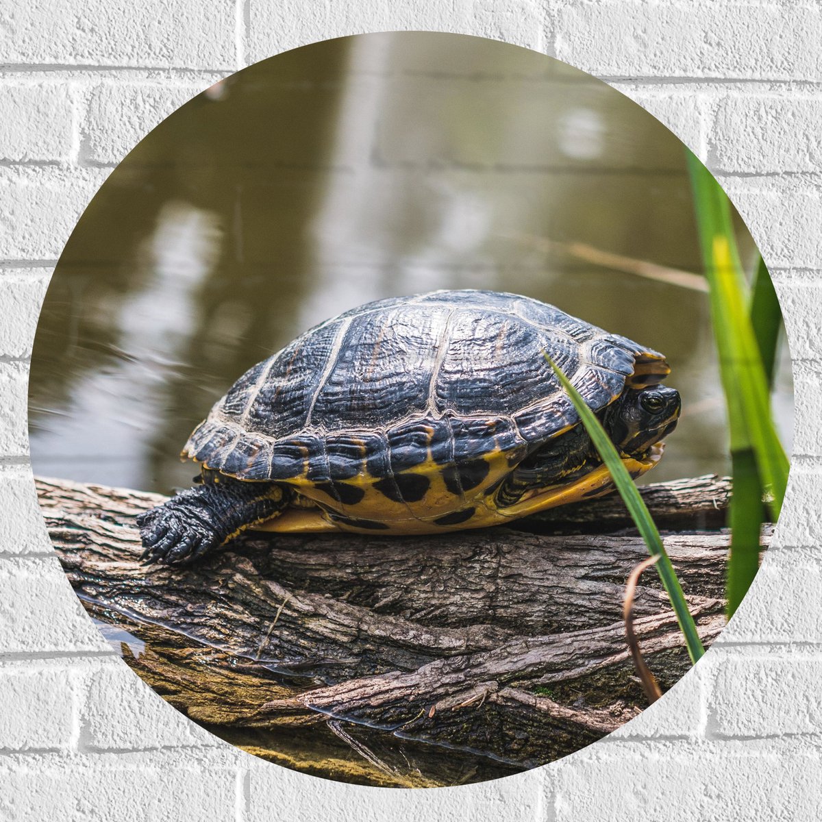 Muursticker Cirkel - Groene Schildpad op Boomstam op het Water - 60x60 cm Foto op Muurstic