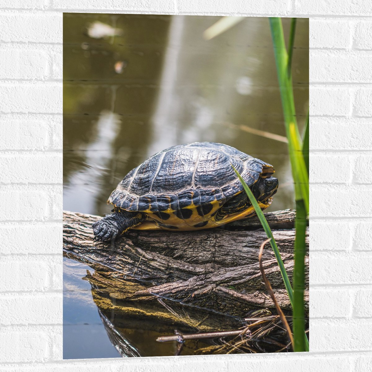 Muursticker - Groene Schildpad op Boomstam op het Water - 50x75 cm Foto op Muursticker