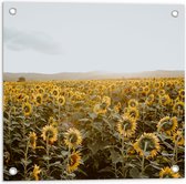 WallClassics - Tuinposter – Veld vol Zonnebloemen - 50x50 cm Foto op Tuinposter (wanddecoratie voor buiten en binnen)