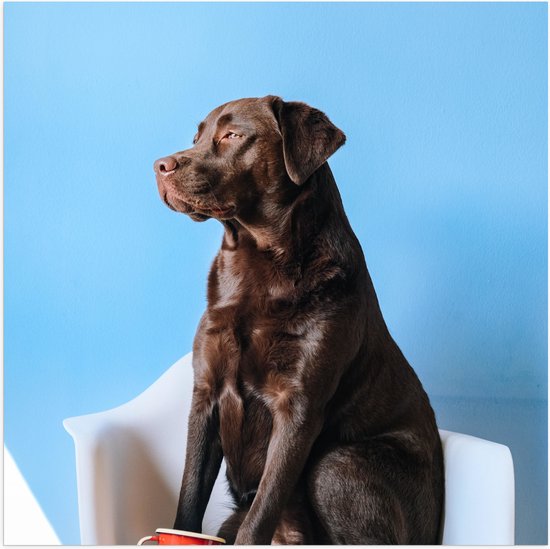 WallClassics Poster Glanzend Grote Hond Zittend op Stoel met Kop Koffie 50x50 cm... bol