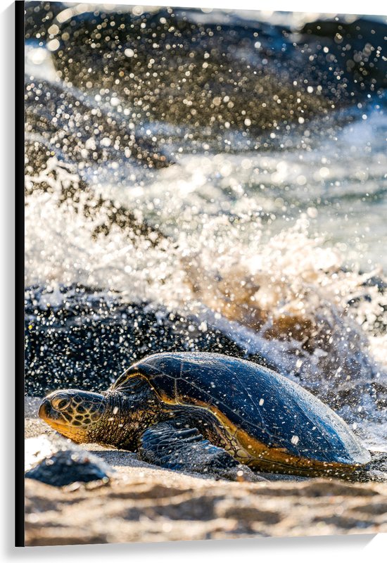 WallClassics - Canvas - Grote Schildpad in spetterend Zeewater - 80x120 cm Foto op Canvas Schilderij (Wanddecoratie op Canvas)