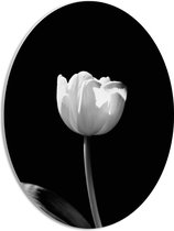 WallClassics - PVC Schuimplaat Ovaal - Witte Tulp - Zwart Wit - 30x40 cm Foto op Ovaal (Met Ophangsysteem)