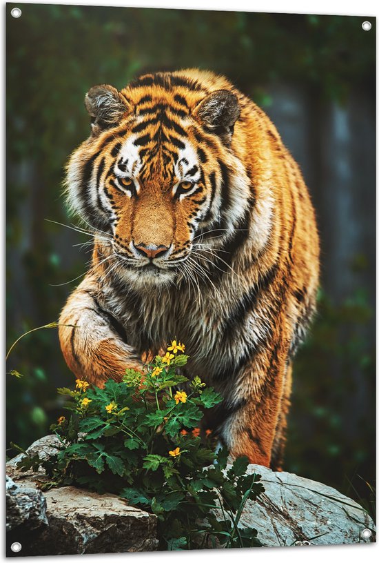 Tuinposter – Siberische Tijger Klimmend op Rots met Gele Bloemetjes - 80x120 cm Foto op Tuinposter (wanddecoratie voor buiten en binnen)