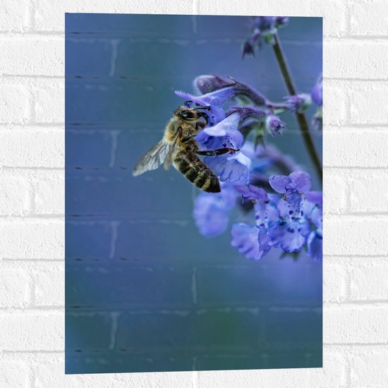 WallClassics - Muursticker - Bij op Paarse Bloemen - 40x60 cm Foto op Muursticker