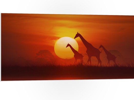 PVC Schuimplaat- Zonsondergang Silhouet van Giraffen - 100x50 cm Foto op PVC Schuimplaat