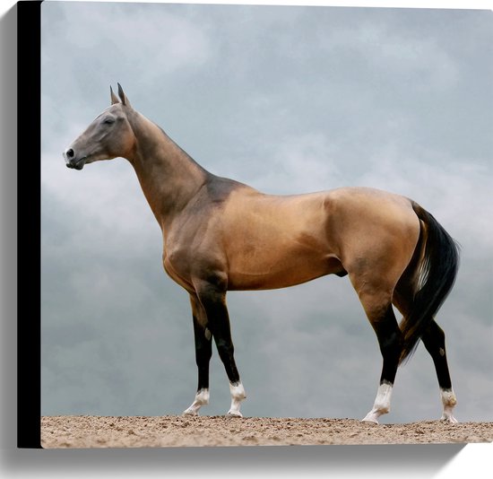 Canvas - Volbloed Akhal-Teke Paard - 40x40 cm Foto op Canvas Schilderij (Wanddecoratie op Canvas)