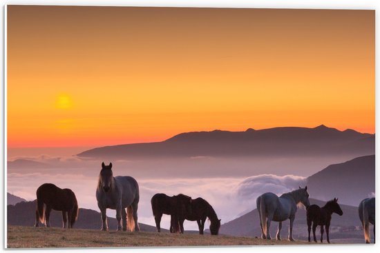 PVC Schuimplaat- Wilde Paarden bij de Zonsondergang - 60x40 cm Foto op PVC Schuimplaat