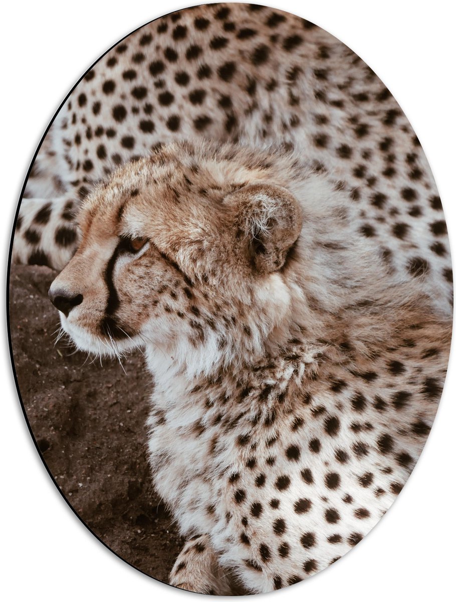 Dibond Ovaal - Baby Luipaard naast zijn Moeder - 42x56 cm Foto op Ovaal (Met Ophangsysteem)