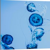 WallClassics - Dibond - Blauwe Zwemmende Kwallen in het Water - 80x80 cm Foto op Aluminium (Wanddecoratie van metaal)
