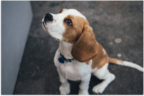 WallClassics - Poster Glossy - Chien Beagle Assis sur le Terre - 60x40 cm Photo sur Papier Poster avec Finition Brillante