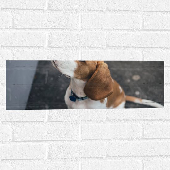 WallClassics - Muursticker - Beagle Hond Zittend op de Grond - 60x20 cm Foto op Muursticker