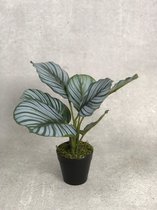 Kunstplant Calathea ⇑30 centimeter
