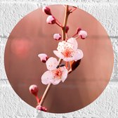 Muursticker Cirkel - Tak met Roze Sakura Bloemen - 20x20 cm Foto op Muursticker
