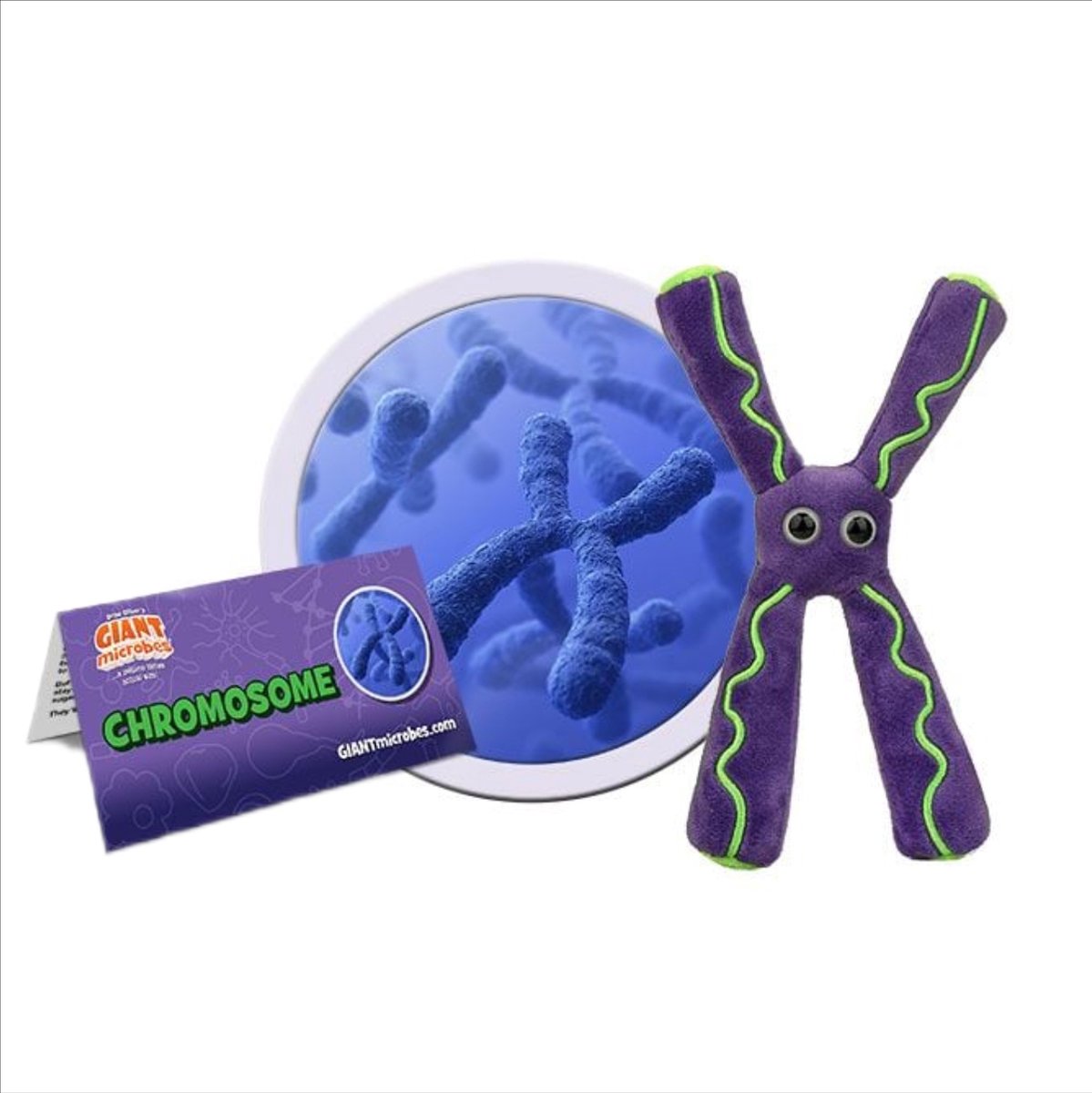 chromosome