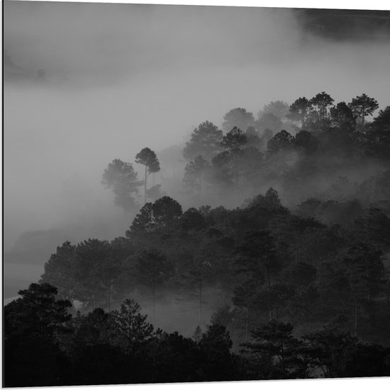 Dibond - Mist door Donkere Bomen (Zwart- wit) - 80x80 cm Foto op Aluminium (Met Ophangsysteem)