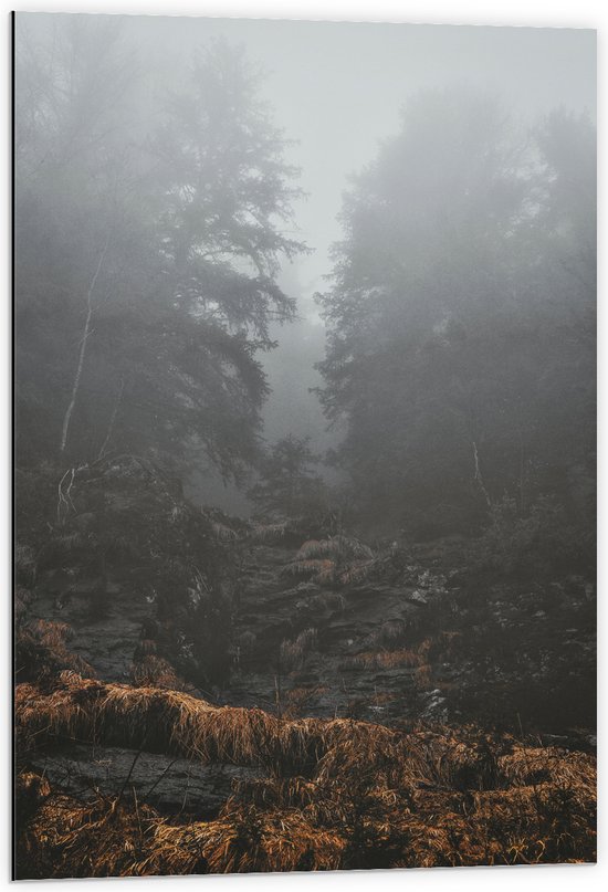 Dibond - Mist door Hoge Bomen - 60x90 cm Foto op Aluminium (Met Ophangsysteem)