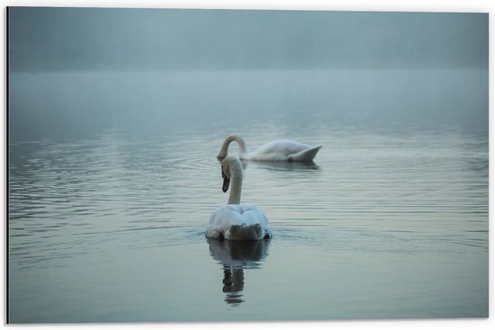 WallClassics - Dibond - Knobbelzwanen aan het Zemmen - 60x40 cm Foto op Aluminium (Wanddecoratie van metaal)