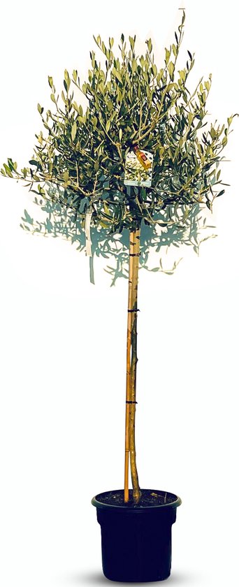 Sunny Tree - Olijfboom op stam - Boom - Winterhard - Groenblijvend - Bol op stam - 160 cm hoog