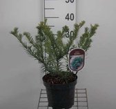 Taxus baccata 'Repandens' - Venijnboom  25 - 30 cm in pot
