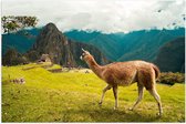 WallClassics - Poster brillant – Lama entre les Montagnes - 150 x 100 cm Photo sur papier poster brillant