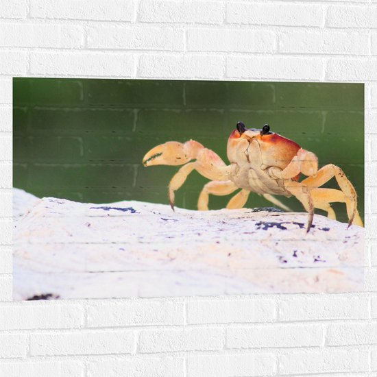 WallClassics - Muursticker - Krab in het Zand - 90x60 cm Foto op Muursticker