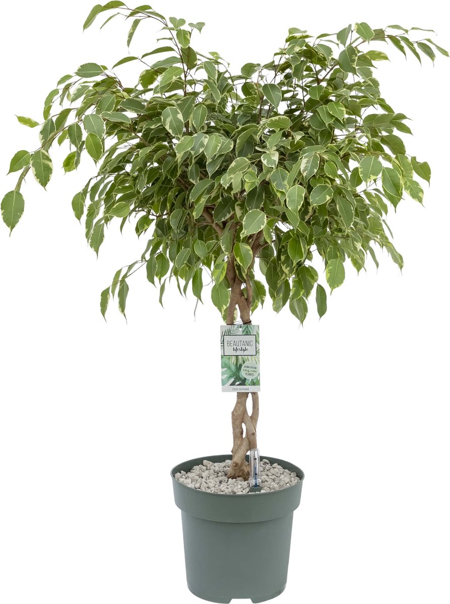 Ficus Safrana (Golden King) gevlochten stam - met watermeter - 110cm hoog Ø27cm