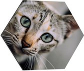 WallClassics - Dibond Hexagon - Gezicht van Cyperse Kat - 50x43.5 cm Foto op Hexagon (Met Ophangsysteem)