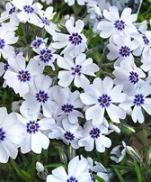 12x Phlox rampant (Phlox (S) 'Bavaria') - pot P9 (9x9)