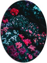 Dibond Ovaal - Fel Gekleurde Bloemen Struiken - 51x68 cm Foto op Ovaal (Met Ophangsysteem)