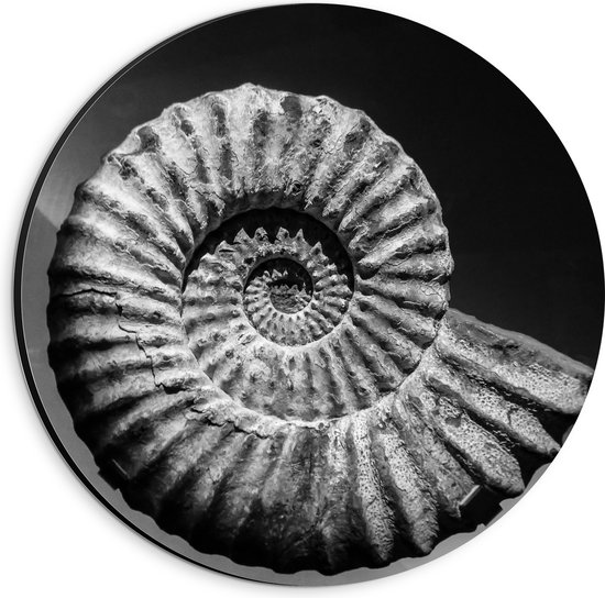 Dibond Muurcirkel - Fossiel in Zwart-Wit - 20x20 cm Foto op Aluminium Muurcirkel (met ophangsysteem)