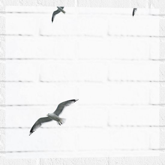Muursticker - Vier Meeuwen Vliegend in de Lucht - 50x50 cm Foto op Muursticker